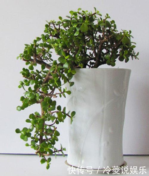 株型精致易培养成老桩,学会这4点,自己在家扦插“金枝玉叶”