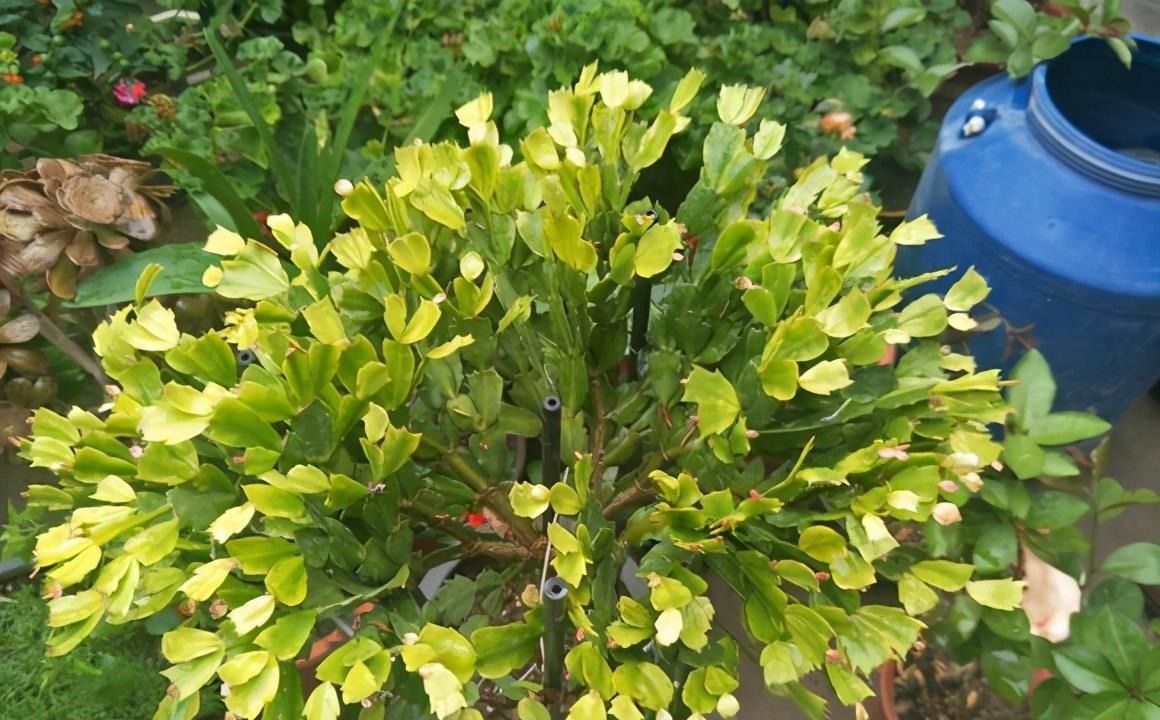 养蟹爪兰,土里加点“料”,叶片厚实硬邦邦,奋力开花一百朵