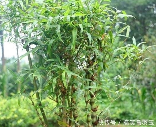 竹子|没听劝在院子里种了几颗竹子,才两年就后悔不已