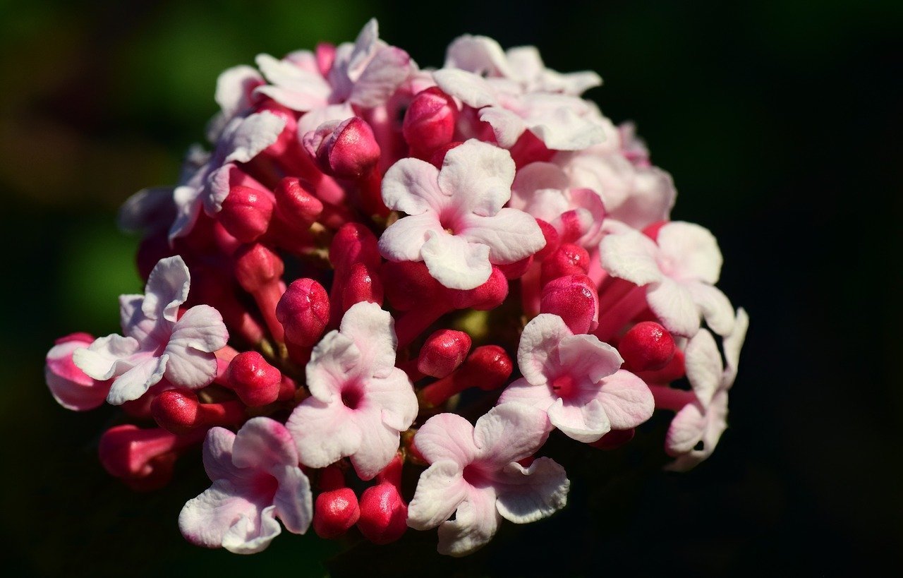 香雪球|此花就像冬天的雪花,并散发阵阵清香,象征着勇敢和甜蜜的回忆
