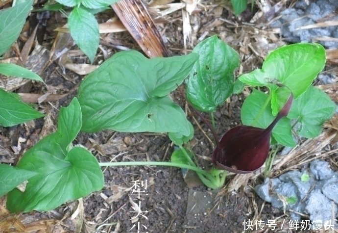 山里遇见这种植物,是您福分,请记住它,当下极为珍贵