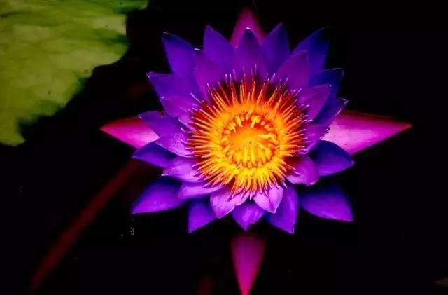 名贵植物排行,令人大开眼界!