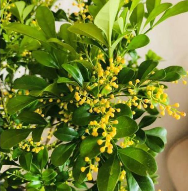 红木香红木香|4种花很漂亮，好养易活能爆盆，开花漂亮花期长，谁养谁喜欢