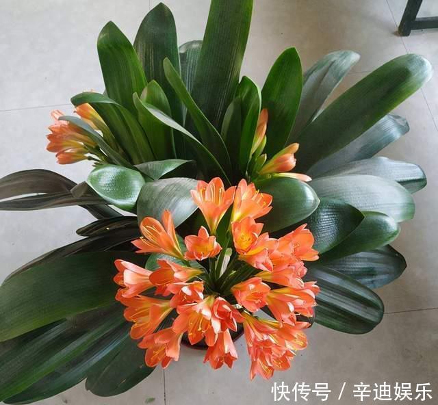 君子兰分“公母”？满足三要素，叶片青翠如折扇，清香宜人小半年