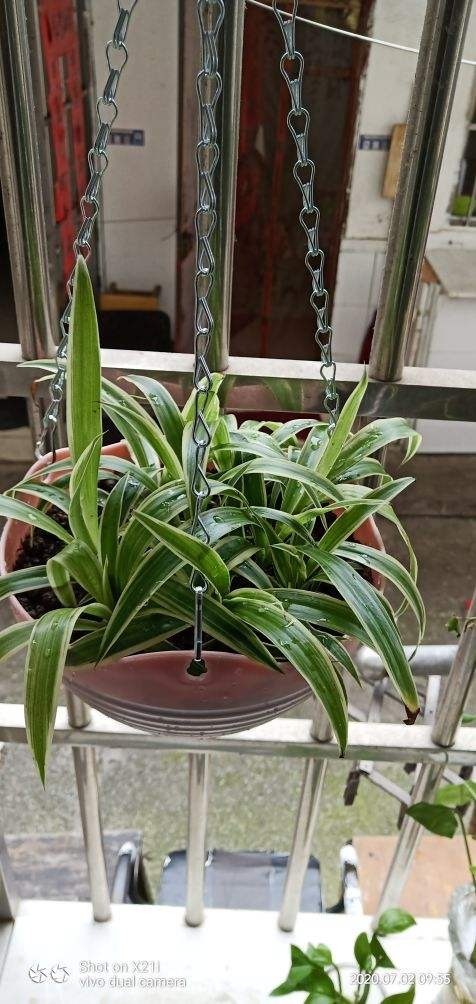 新装修的房子养9种花，净化空气效果好，养在家里也漂亮