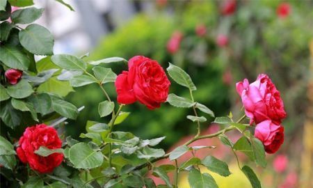 抗病性|养花试试这几款，花型精致花很频繁非常美丽