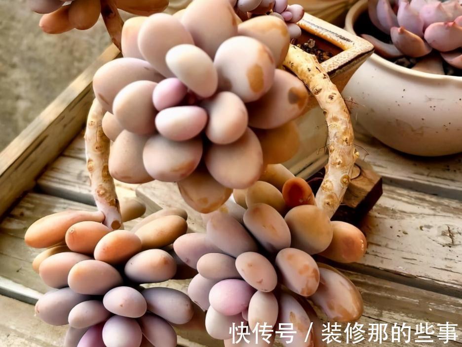 多肉植物里的“仙女”桃蛋,居家盆栽,该注意什么地方?