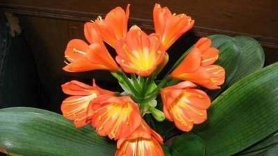 特别|这5种花养家里,既观叶又观花,关键还“有益”健康