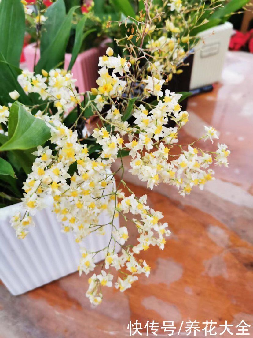 花花|冬天光照差,就养这6种耐阴植物,家里没光也能开花