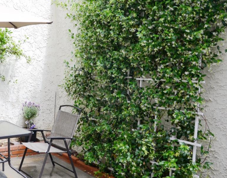 安全距离|养殖茉莉选银丝,盆栽抓住4点,一年四季开花,量多又持久