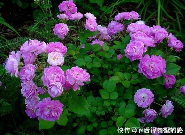 20款紫色月季品种。浓香、抗病非常好养,天然紫色唯美盛开