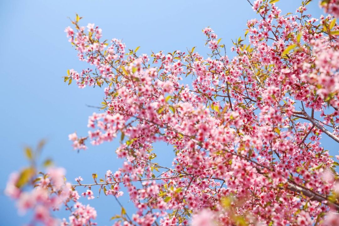 中年|草长莺飞二月天里，赴一场春日的花宴