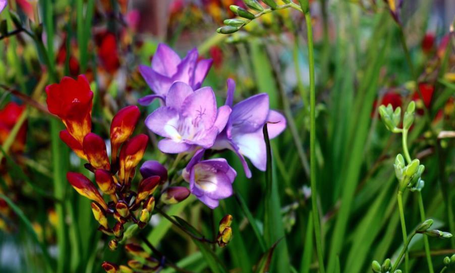 养护|盘点6款“香水花”，皮实好养开花美，养几盆连香氛都省了