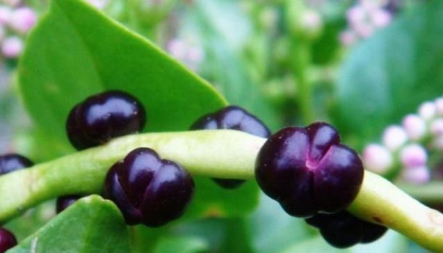 小时候|4种农村小时候坚决不吃,现在想吃却买不到,你吃过几种?