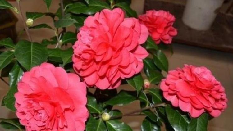 适合阳台养护的花卉,开出漂亮的花球,颜值超高的