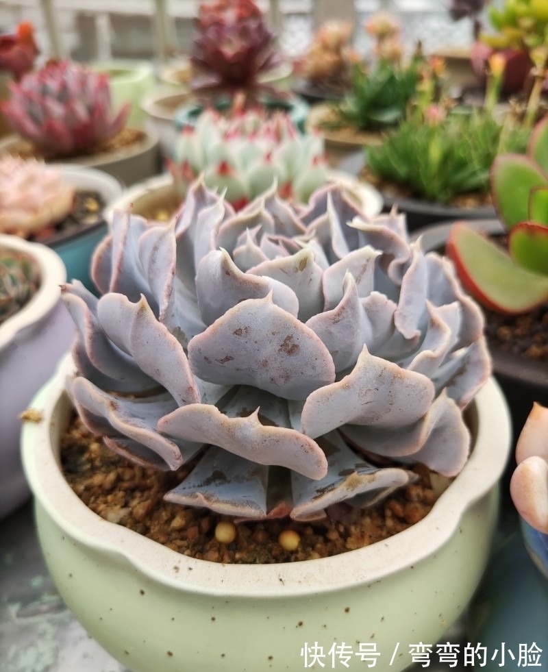 诺娃|有事没事看看多肉,才是度夏的基本保障