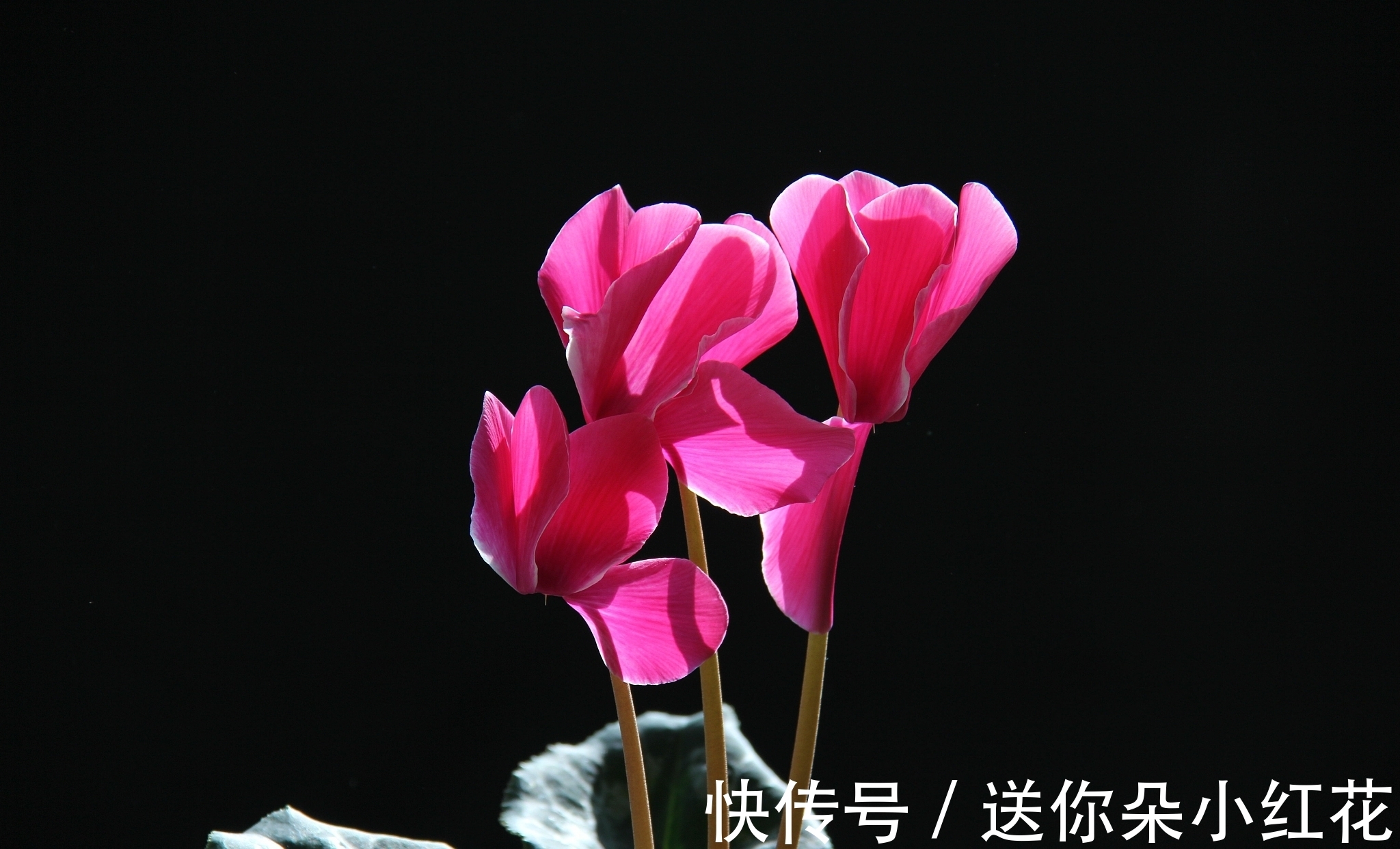 花草在精不在多！秋冬备齐这“3种”，每天都能有花欣赏