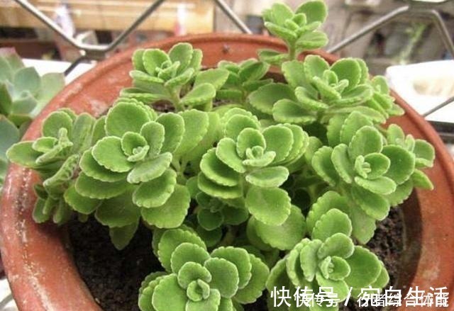 植株|香水不用买,“1种花”放客厅,一年四季“有芳香”,阳台也能养!