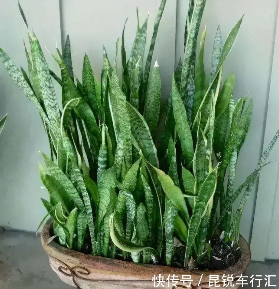 养花人不可不知的知识:盆栽此3款绿植,旺家旺人