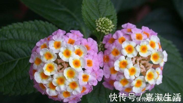 以下9种会变色的绿植,养上四五盆就能让阳台变得生动起来