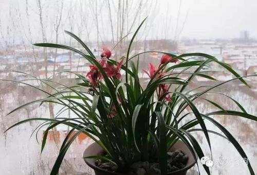 看看小编的兰花