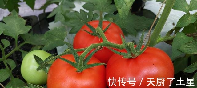 味道|现在吃的西红柿都没有小时候的味道了,都跟一个原因有关!