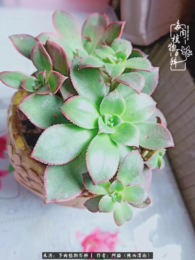 这些年养的那些多肉!附靠谱的多肉度夏小技巧!