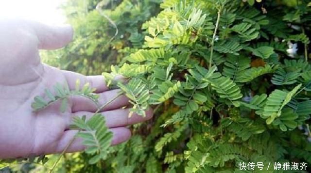 扎堆|农村异草扎堆，可惜无人识全当作野草，此物名为鸡骨，药效很惊人