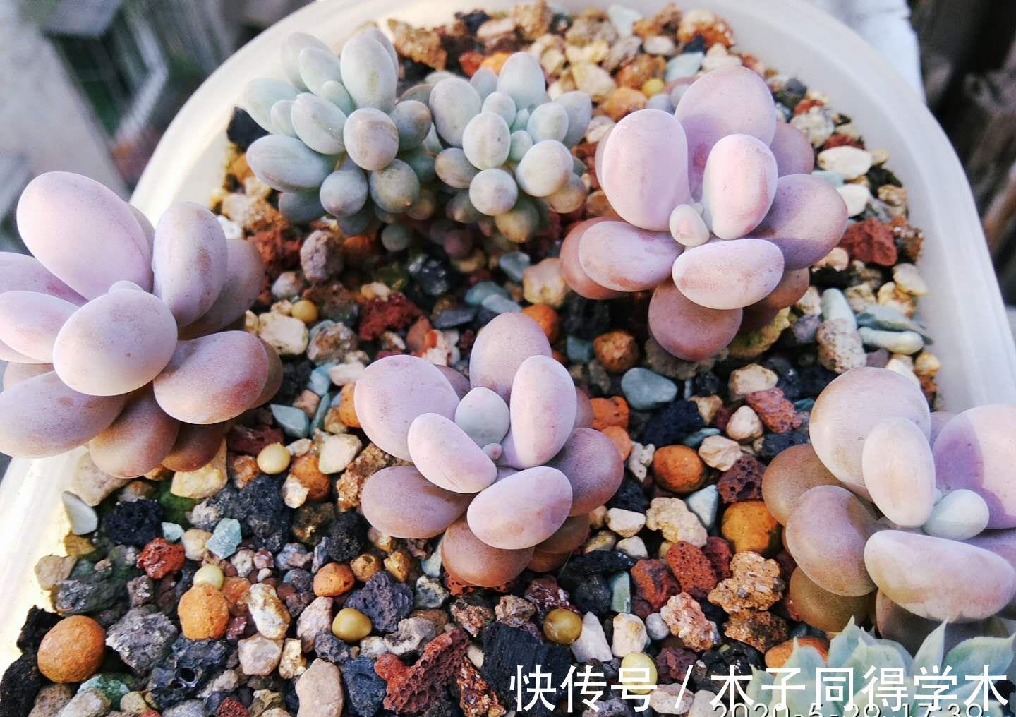 秋天|室内养的多肉立秋后改为露养，注意此5点，以免挂在秋天的门槛上