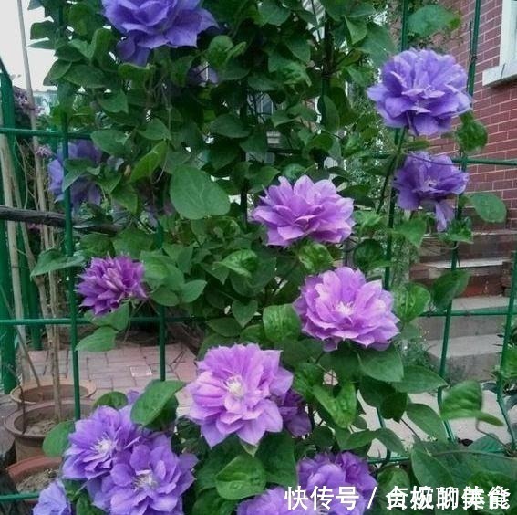 小花|她在小院子里种了一种花,开花独特又漂亮,路人都说“头回见”!