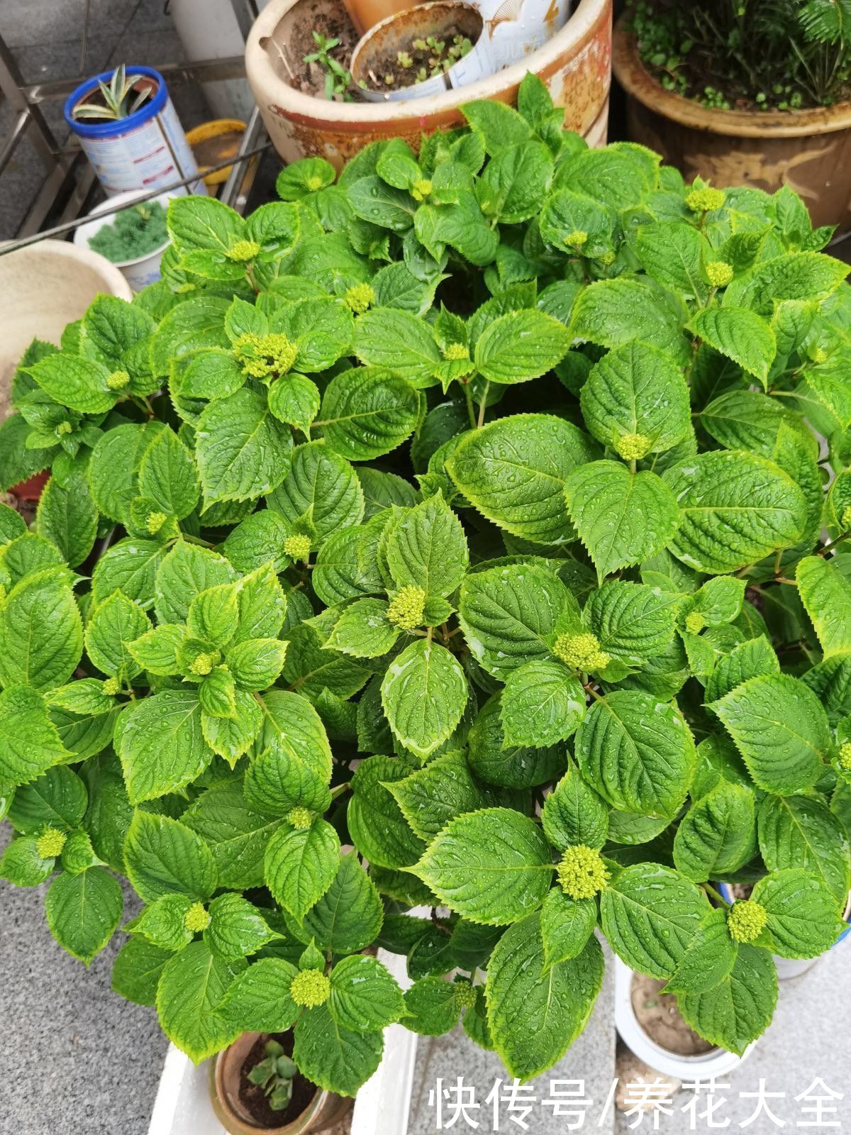 不能暴晒的花，现在赶紧挪个地儿，不然叶子全晒焦了