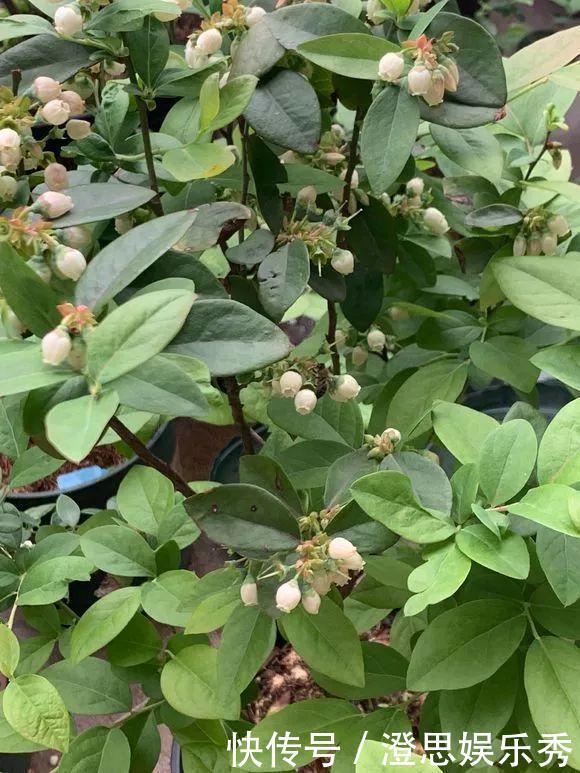 夏天吃水果,“留个籽”撒盆里,10天发芽变盆栽,养好摘果1篮子