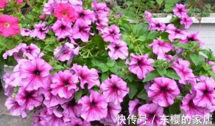 花芽|农历7月13日开始,居家养这几款植物,漂亮又养人,美爆阳台!