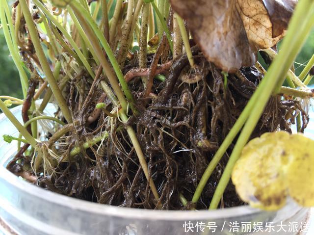 叶子|铜钱草叶子小,4个简单“小技巧”,一个月疯长爆盆,叶大又圆!