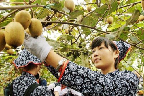 中国特有的一种水果，被老外带到国外后，论个卖给我们