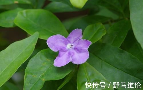 修剪|想要冬季茉莉花损耗小，养护做好这几点，来年长势快，开花多