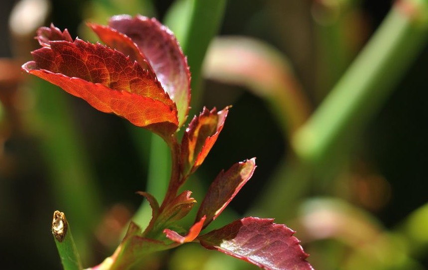 月季花这样施肥,花量大而且鲜艳,根系强壮抵抗力强,简单开爆盆
