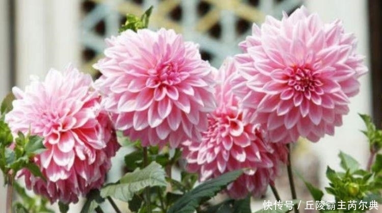 聪明人都养4种花,花朵大花期长,比牡丹还美,年年开花美翻