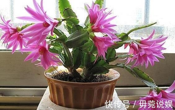 蟹爪兰不开花就关“小黑屋”,而君子兰不开花却得做好这些!