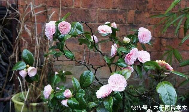 养花做好5步,新手变高手,养花不愁!