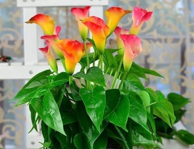 漂亮又好养的4种花，越养越旺，随便养都开花不断，开花一簇簇！