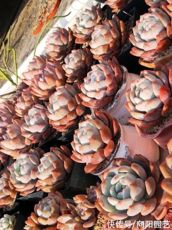 ?有些花友，养了大半年，也没体验到多肉的全状态，有些可怜