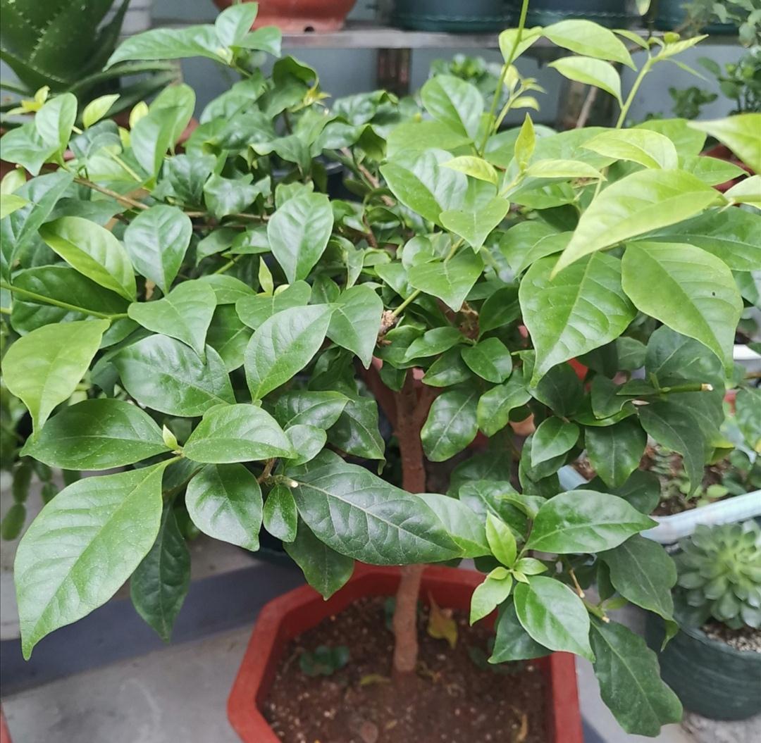 4种漂亮花，冬天不好养？只因没掌握好方法