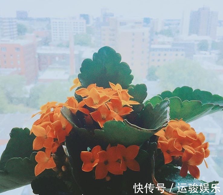 混合水比营养液更肥沃，家里的花卉长出更多的绿叶，开花更茂盛！