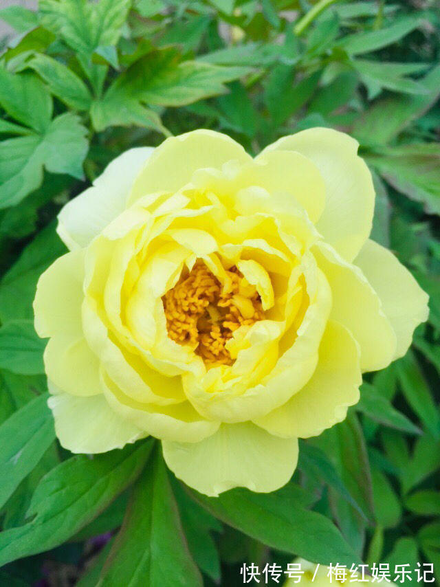 二乔|牡丹是“花中之王”,这些稀有品种就是王中王,很少有人见过!