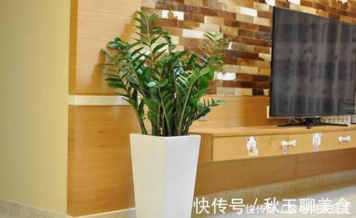阳台上|家里养花选它,好养又好看,一盆变多盆,寓意美好,值得拥有!