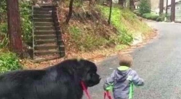 批评|孩子被家长批评,离家出走,接下来的画面,爸爸笑喷了