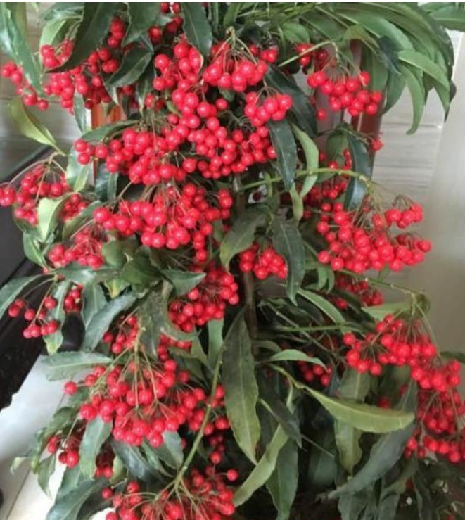 此款花卉便宜又好养，人养花，花也养人，越养家里越干净！