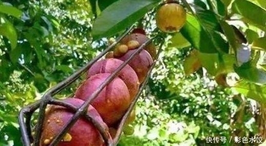 看了山竹的采摘过程,才知道为什么山竹卖的这么贵,还真需要技术