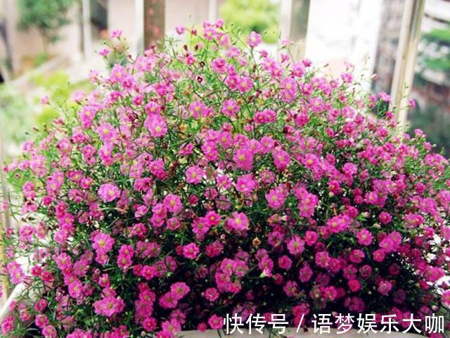 草本植物|阳台养盆“娇气花”,一盆开花1000朵,枝体最娇弱,开花却最多